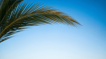 Fototapeta premium Palm tree leaf against a clear blue sky