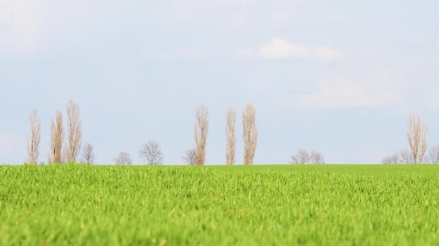 Spring Countryside Landscape with Green Grass and Distant Trees