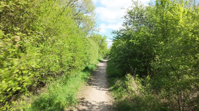 The Hamptons, Peterborough, England, UK - Point of view angle gimbal walking sequence through the overgrown thicket in the forest trail on a bright spring morning.