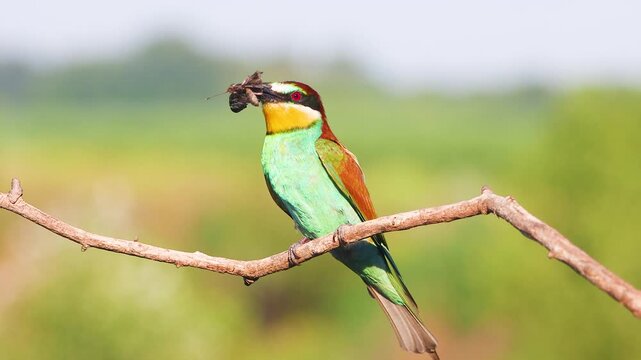 Stunning Macro Portrait of a Colorful European Bee-eater on a Twig