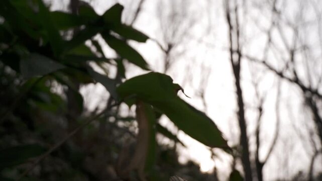 A low-angle landscape of bamboo grass silhouettes against a backdrop of bare deciduous trees in winter