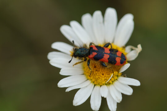 Clairon des ruches (Trichodes alvearius)
Trichodes alvearius in its natural element
