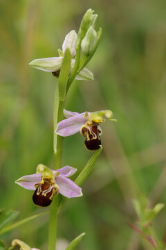 Ophrys abeille (Ophrys apifera)
Ophrys apifera in flower
