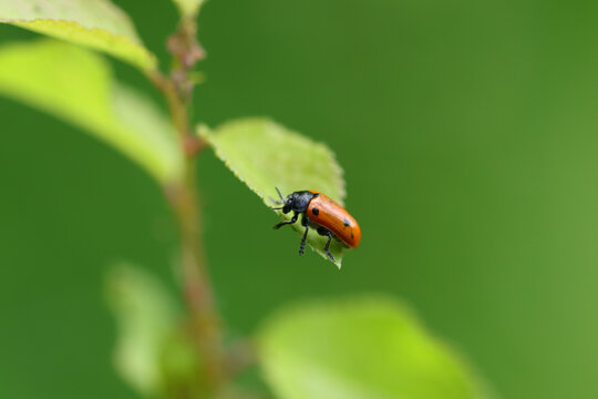 Clytre &agrave; petites taches (Clytra quadripunctata)
Clytra quadripunctata in its natural element
