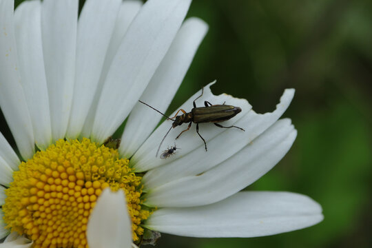 Oed&eacute;m&egrave;re &agrave; pattes jaunes (Oedemera flavipes)
Oedemera flavipes in its natural element
