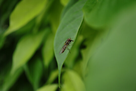 Syrphe &agrave; ceintures (Episyrphus balteatus)
Episyrphus balteatus on an unidentified flower or plant
