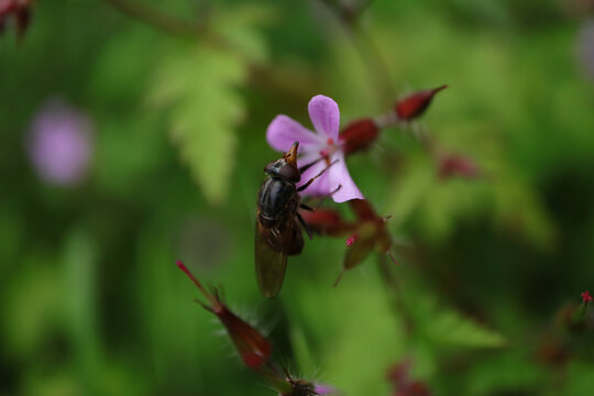 Rhingie champ&ecirc;tre (Rhingia campestris)
Rhingia campestris on an unidentified flower or plant

