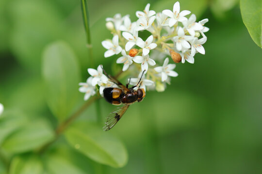 Volucelle enfl&eacute;e (Volucella inflata)
Volucella inflata in its natural element
