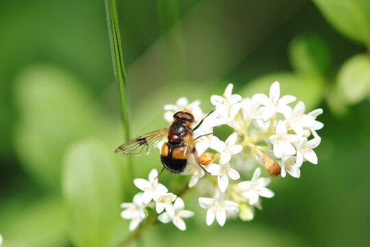 Volucelle enfl&eacute;e (Volucella inflata)
Volucella inflata in its natural element
