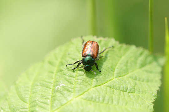 Hanneton des jardins (Phyllopertha horticola)
Phyllopertha horticola in its natural element
