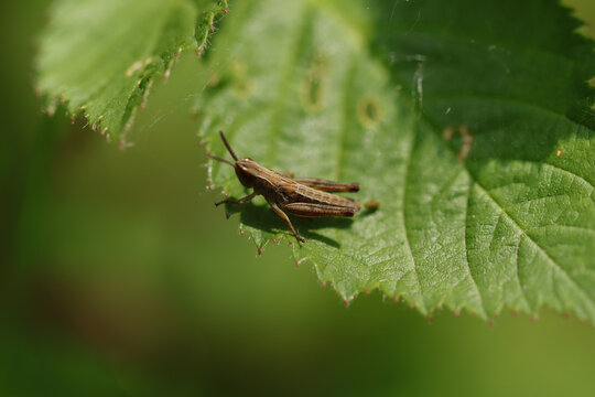 Criquet des p&acirc;tures (Pseudochorthippus parallelus)
Pseudochorthippus parallelus on an unidentified flower or plant
