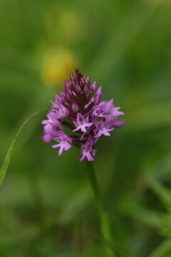 Orchis pyramidal (Anacamptis pyramidalis)
Anacamptis pyramidalis in flower
