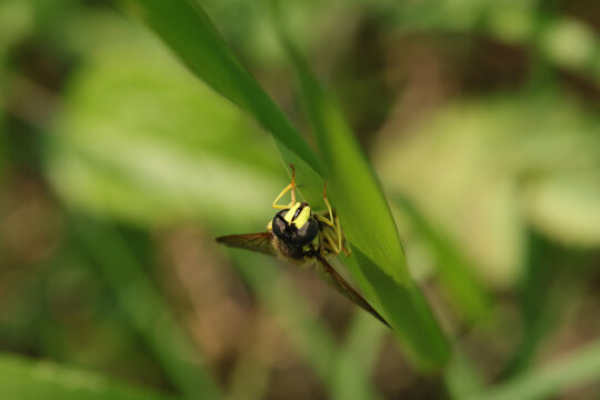Chrysotoxe prudent (Chrysotoxum cautum)
Chrysotoxum cautum in its natural element
