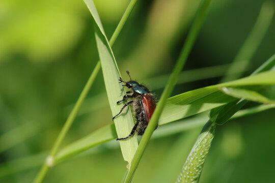 Hanneton des jardins (Phyllopertha horticola)
Phyllopertha horticola in its natural element
