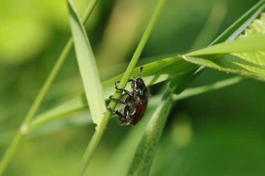 Hanneton des jardins (Phyllopertha horticola)
Phyllopertha horticola in its natural element
