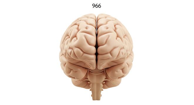A detailed illustration of a human brain with a number above it