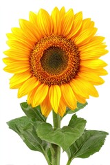 Fototapeta premium Vibrant sunflower in full bloom with yellow petals and green leaves isolated