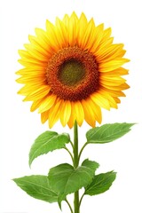 Obraz premium Vibrant sunflower isolated on white background depicting nature beauty