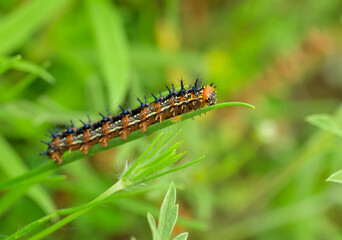 Buckeye butterfly caterpillar resting on a leaf © pimmimemom