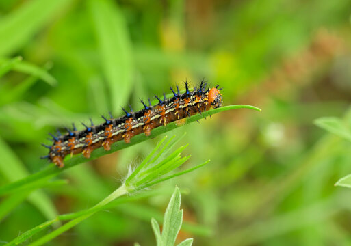 Buckeye butterfly caterpillar resting on a leaf