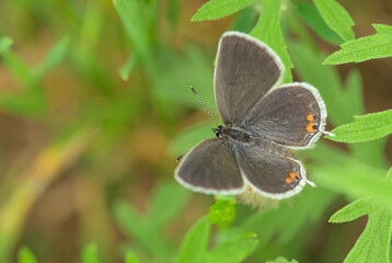 Fototapeta premium Dorsal view of a tiny female Eastern tailed-blue butterfly resting on a small plant; with copy space