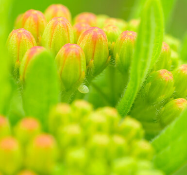 Tiny, light colored Monarch butterfly egg hidden under a Milkweed bud