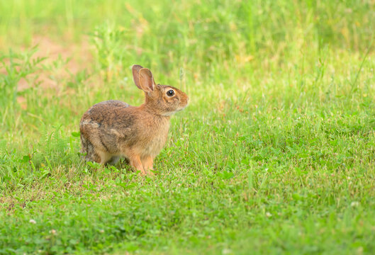 Eastern cottontail rabbit sitting in clover in a back yard in summer