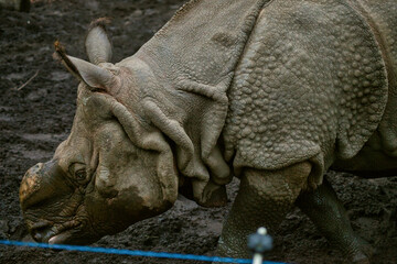 Fototapeta premium Close-up Portrait of an Indian Rhinoceros: Detailed View of Greater One-Horned Rhino (Rhinoceros Unicornis) Skin Texture and Horn, Wildlife and Conservation Concept in a Zoo Setting
