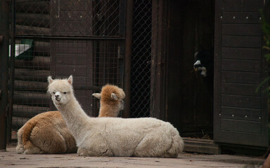 Three Alpacas Resting Near Barn: White, Brown, and Black Vicugna Pacos in a Farm or Zoo Enclosure, Domesticated Livestock and Fluffy Animals Concept, Rural Scene with Alpacas © Design