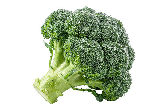 Fresh green broccoli head with water droplets