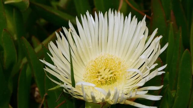 Close-up of vibrant Carpobrotus edulis (Ice Plant) flower blooming, white and yellow petals, fresh coastal flora, summer blossom, nature footage, botanical video.