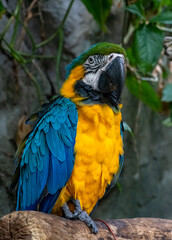 Fototapeta premium blue and gold macaw up close looking stunning in profile