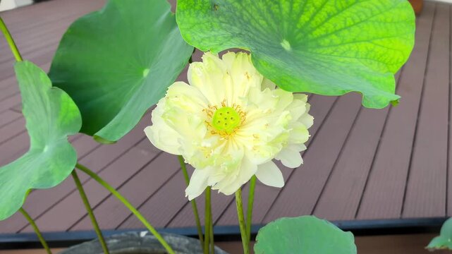 A serene white lotus sways in the breeze beneath a canopy of emerald green leaves. Suitable for opening and closing videos. 4k 60fps.
