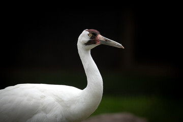 Fototapeta premium Whooping crane portait