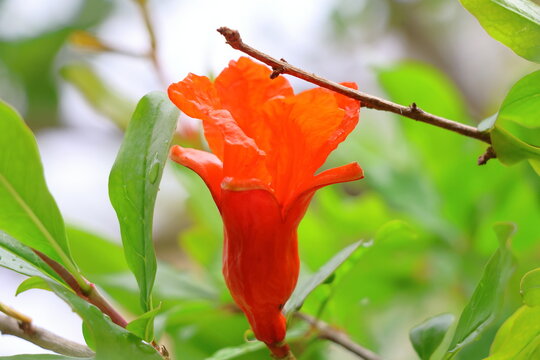 Pomegranate flower on tree in garden. (Punica granatum)