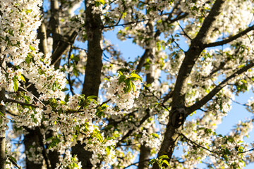 Fototapeta premium White cherry blossom tree branches in spring sunlight