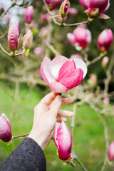 Fototapeta premium Woman hand tenderly touching pink blossoming branches of magnolia bush with big flowers. Nature awakening in spring, expressing love to nature, enjoying blooming season, botanical garden, pink bloom