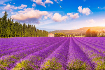 Fototapeta premium Lavender fields in Provence, France. Rows of vibrant lavender bloom in a picturesque setting in Provence, France. The purple lavender contrast beautifully with the colors of the sky, Provence, France.