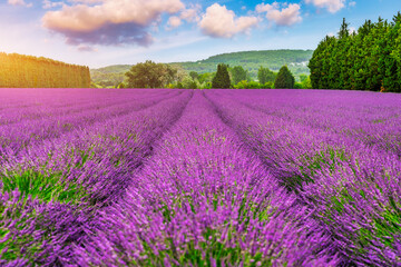 Fototapeta premium Lavender fields in Provence, France. Rows of vibrant lavender bloom in a picturesque setting in Provence, France. The purple lavender contrast beautifully with the colors of the sky, Provence, France.