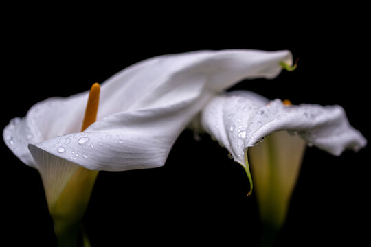 Arums couverts de gouttelettes d'eau