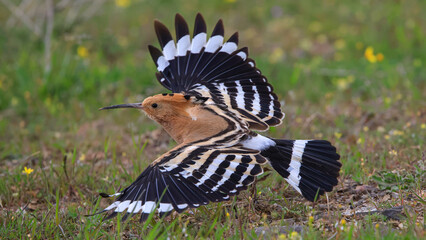 Eurasian hoopoe flying in nature © Birol Dincer 