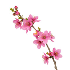 Naklejka premium Delicate botanical branch with vibrant pink flowers and furled buds against a transparent background, showcasing a serene spring renewal atmosphere