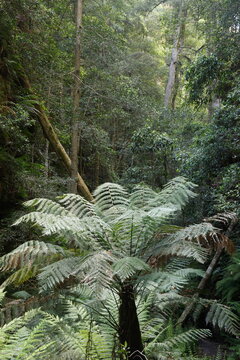 Soft tree fern Dicksonia antarctica in the forest. Grand Canyon. Blue Mountains National Park. New South Wales. Australia.