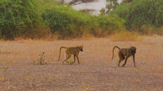 A large troop of baboons traverses a dry and dusty plain in the african wilderness. The social group moves together through the hazy golden light of the late afternoon in their natural habitat.