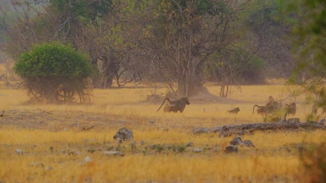 A large troop of baboons traverses a dry and dusty plain in the african wilderness. The social group moves together through the hazy golden light of the late afternoon in their natural habitat.