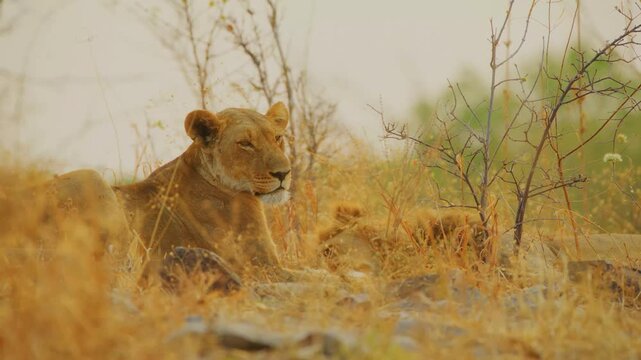 A calm lioness sits alert among golden grass and sparse bushes while a male lion sleeps nearby. This scene illustrates the quiet social bonds and resting patterns of lions in their wild habitat.
