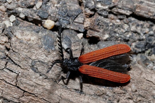 Net-winged beetle Porrostoma rhipidius getting ready to fly. Grand Canyon. Blue Mountains National Park. New South Wales. Australia.