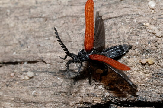 Net-winged beetle Porrostoma rhipidius getting ready to fly. Grand Canyon. Blue Mountains National Park. New South Wales. Australia.