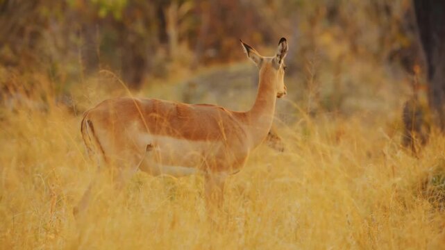A small herd of impala antelopes moves slowly through a sunlit field of dry golden grass while foraging for food near sparse trees during the warm sunset hours in a natural wilderness environment.