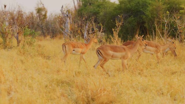 A small herd of impala antelopes moves slowly through a sunlit field of dry golden grass while foraging for food near sparse trees during the warm sunset hours in a natural wilderness environment.